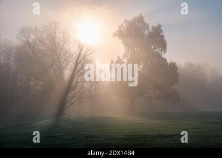 Scène étonnante des arbres du parc dans un matin d'hiver brumeux et ensoleillé, Parc de Monza, Italie Banque D'Images