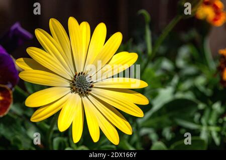 African Cape Daisy Osteospermum - Lemon Symphony, un bushy evergreen vivace avec des pétales principalement jaunes, tournant en blanc près du centre. Banque D'Images