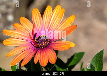 Fricain Cape Daisy Osteospermum Serenity Bronze, une fleur avec de magnifiques pétales de bronze qui se mue en rose riche au centre de la fleur. Banque D'Images