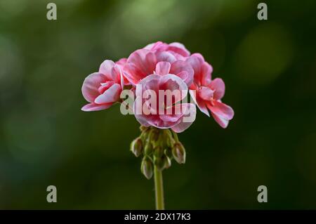 Pelargonium ou Geranium rose colorent de près un groupe de fleurs et de bourgeons, Sofia, Bulgarie Banque D'Images