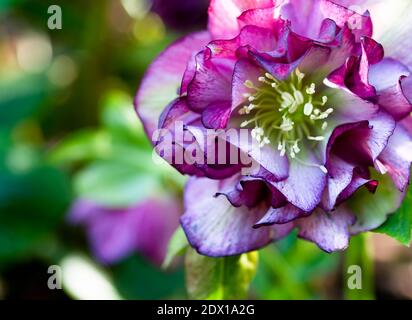 Double rose (HELLEBORUS HYBRIDUS) avec points de couleur fuchsia, fond vert et flou, espace de copie. Banque D'Images