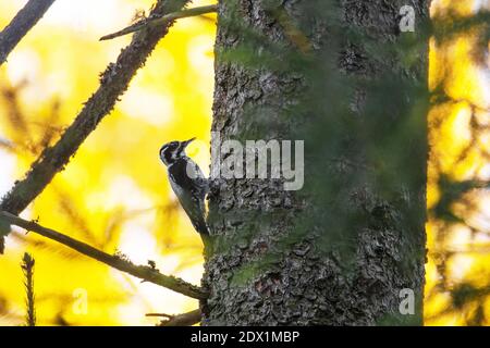 Pic à trois doigts d'un oiseau forestier européen, Picoides tridactylus, sur un tronc d'épinette dans une forêt ancienne en Estonie. Banque D'Images