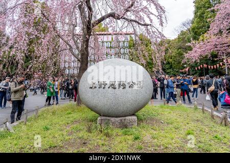 Visiteurs observant les fleurs de cerisiers en fleurs pendant la saison printanière dans le parc d'Ueno, Tokyo, Japon. Banque D'Images