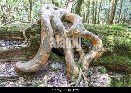 L'arbre est à la racine d'Unsuikyo Ravine au Japon. Banque D'Images