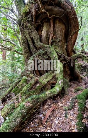 L'arbre est à la racine d'Unsuikyo Ravine au Japon. Shiratani Unsuikyo sur Yakushima est un parc naturel verdoyant à kagoshima au Japon. Banque D'Images