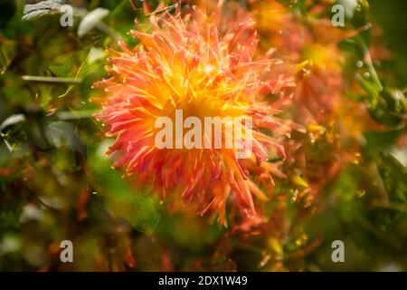 WA18805-00...WASHINGTON - UNE image à exposition multiple avec mouvement de caméra d'une dahlia en fleur. Banque D'Images