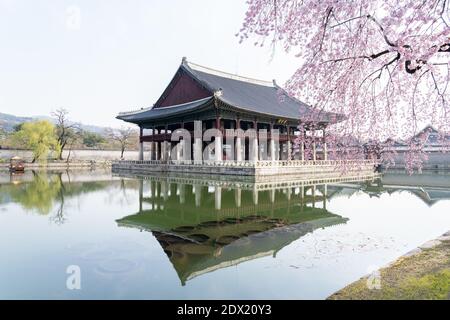 Bâtiment avec cerisier dans le palais de Gyeongbokgung à Séoul, Corée du Sud. Banque D'Images