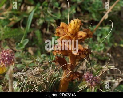 Orobanche alba ssp. Xanthostigma, Orobanche raddeana parasitilise le Thymus nummularius. Passez Gumbashi, les montagnes du Caucase, Karachay-Cherkessia Banque D'Images