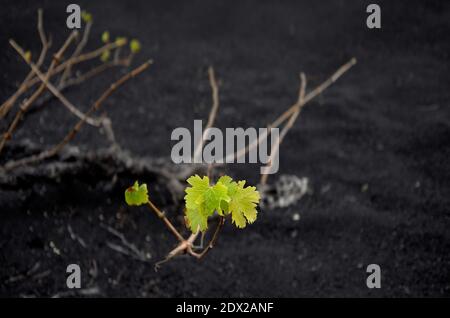 Jeunes feuilles émergeant d'une vigne au printemps, sur fond noir de picon (cendre volcanique) sur Lanzarote Banque D'Images