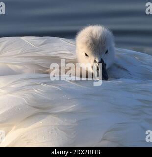 Un jeune cygne muet (Cygnus olor) fait un tour sur ses mères le jour le plus chaud de l'année, tandis que ses frères et sœurs plus énergiques se nourrissent de nourriture. Harbou seigle Banque D'Images