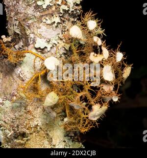 Un lichen inhabituel qui pousse sur un tronc d'arbre dans la forêt montagnarde sur les pentes amazoniennes des Andes près de Banos, en Équateur Banque D'Images