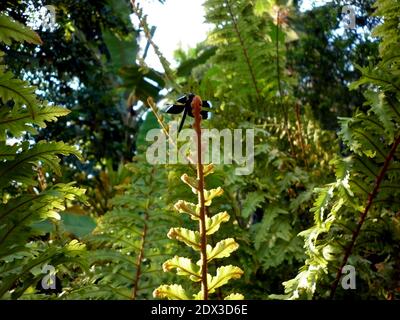 Une libellule noire sur une feuille, tandis que la lumière du soleil va à travers les feuilles Banque D'Images