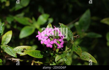 Bouquet de fleurs violettes claires dans le jardin Banque D'Images