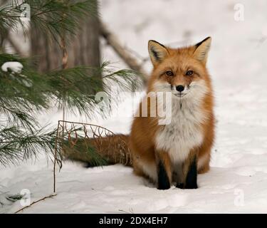 Vue rapprochée du renard roux en hiver, assis sur la neige dans son environnement et son habitat, avec fond de neige et queue de renard broussaillée, fourrure. Banque D'Images