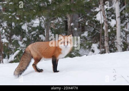 Profil rapproché du renard roux vue latérale de la forêt pendant la saison hivernale montrant le corps entier et la queue broussaillée dans son environnement et son habitat. Banque D'Images