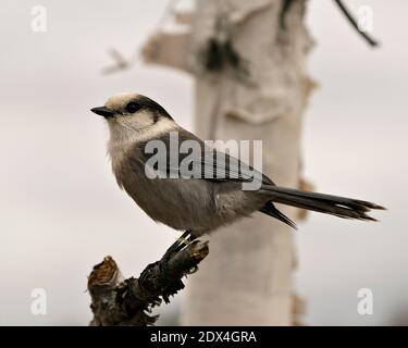 Vue en gros plan de Jay gris perchée sur une branche d'arbre avec un arrière-plan flou dans son habitat, avec des ailes et une queue de plumage de plumes grises. Image. Banque D'Images