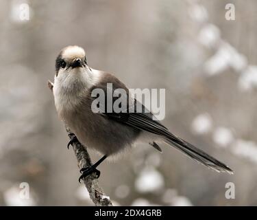 Vue en gros plan du Jay gris perchée sur la branche avec un arrière-plan flou dans son environnement et son habitat. Image. Image. Portrait. Banque D'Images