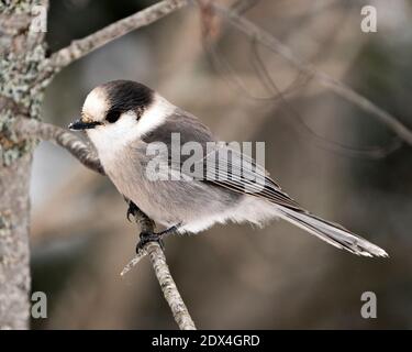 Vue en gros plan du Jay gris perchée sur la branche avec un arrière-plan flou dans son environnement et son habitat. Image. Image. Portrait. Banque D'Images