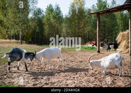 Combattez avec les cornes de deux chèvres sur le site près des écuries du village. Banque D'Images
