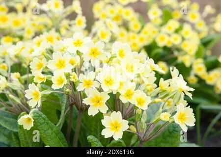 Primroses, primula vulgaris, fleurs de printemps jaunes dans un jardin, Royaume-Uni Banque D'Images