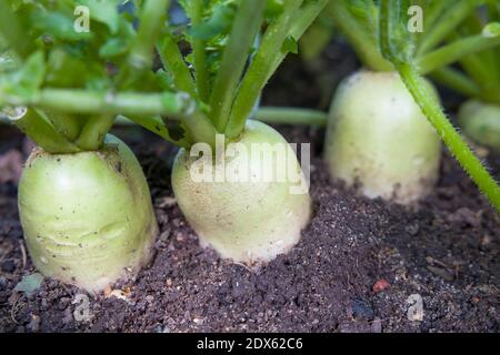 Daïkon (mooli) radis, mooli kumbong. Également connu sous le nom de radis blancs ou radis chinois. Légumes-racines poussant dans un jardin britannique Banque D'Images