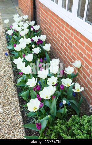 Tulipes, fleurs de tulipes blanches ouvertes, jardin de fleurs de printemps, Royaume-Uni Banque D'Images