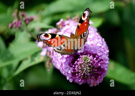 Aglais IO papillon de paon sur la fleur de Buddleia Banque D'Images