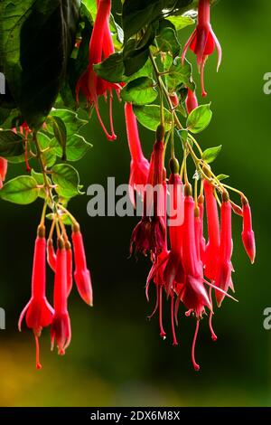 Fleurs accrochées sur une plante fuchsia, fleur flou de fond Banque D'Images