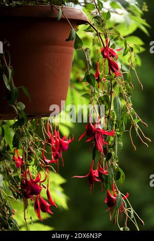 Plante de jardin de panier suspendu fuchsia en pot Banque D'Images