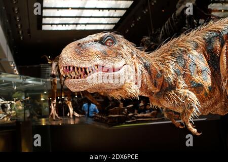 Hunter, le musée d'histoire naturelle du comté de Los Angeles (NHM), un jeune dinosaure, rencontre Baby T of Walking with Dinosaurs - The Arena Spectacular, au musée d'histoire naturelle du comté de Los Angeles, à Los Angeles, CA, États-Unis, le 27 août 2014. Photo de Julian Da Costa/ABACAPRESS.COM Banque D'Images