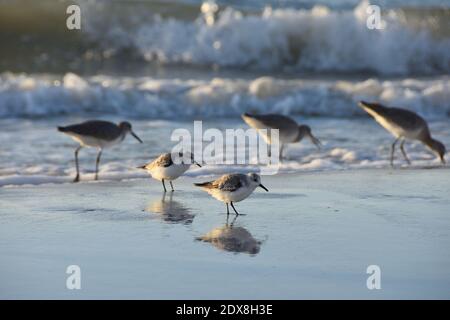 Deux sanderlings Sandpipers à la recherche de nourriture le long de la plage avec trois sandpipers de Willet flou en arrière-plan. Clearwater Beach, Tampa, Floride. Banque D'Images