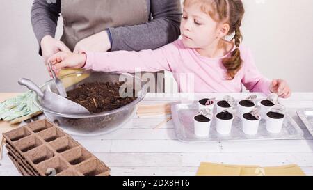 Petite fille aidant à planter des graines d'herbes dans de petits contenants pour un projet homeschool. Banque D'Images