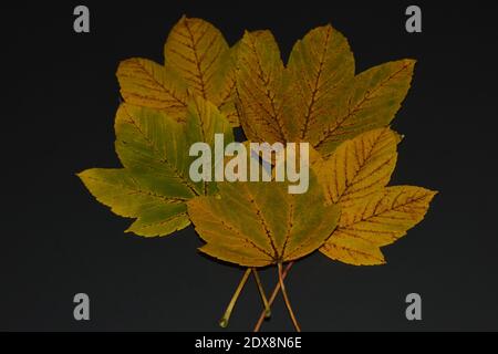 Jaune verdâtre automne Sycamore feuilles d'érable sur fond plat couché noir. Vue de dessus. Copier l'espace. Banque D'Images