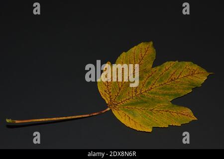 Jaune verdâtre automne Sycamore feuille d'érable sur fond noir. Vue de dessus. Copier l'espace. Banque D'Images