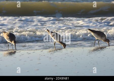 Trois Sandpipers à la recherche de nourriture le long de la plage de Clearwater à Tampa en Floride en fin d'après-midi. Vagues et ondes de rupture en arrière-plan. Copier l'espace Banque D'Images