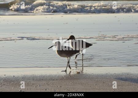 Deux pondeuses marchant sur la plage de Clearwater à Tampa, Floride, États-Unis. Copier l'espace. Banque D'Images