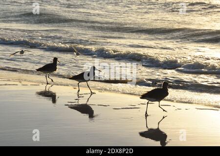 Trois Sandpipers avec leurs réflexions, marchant le long de la plage en fin d'après-midi. Deux oiseaux volant en arrière-plan. Réglage du soleil. Copier l'espace. Banque D'Images