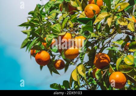 Gros plan d'oranges mandarines mûres juteuses sur un arbre. Clémentines sur un arbre fruitier Banque D'Images