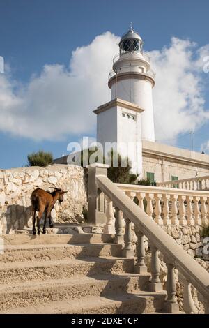 Espagne, Iles Baléares, Goat marche vers le haut des marches du phare de Formentor Banque D'Images