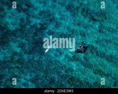 Vue aérienne de la baignade de manta ray à côté d'un surfeur solitaire Banque D'Images