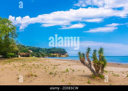 Yucca plante sur la plage à Roda, Corfou, Grèce Banque D'Images