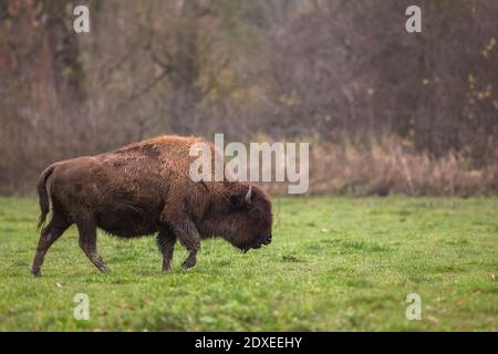 Bison européen (Bison bonasus) en champ Banque D'Images