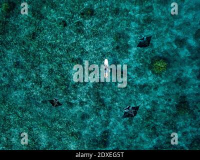 Vue aérienne de la baignade de manta ray à côté d'un surfeur solitaire Banque D'Images