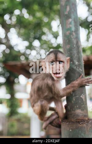 Capuchin Monkey sur mât métallique, Misahualli, Équateur Banque D'Images