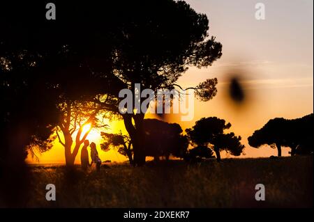 Jeune couple romantique debout près d'un arbre sur le terrain agricole contre ciel au coucher du soleil Banque D'Images