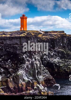 Mouettes volant devant une falaise côtière escarpée avec le phare de Svortuloft en arrière-plan, en Islande Banque D'Images