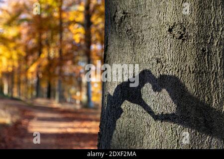 Ombre en forme de coeur sur le tronc d'arbre dans la forêt de Cannock Chase Banque D'Images