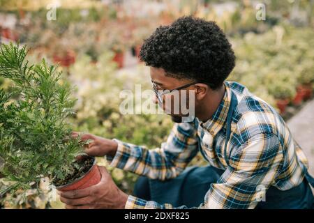 Jeune travailleur masculin examinant des plantes en pots en serre Banque D'Images