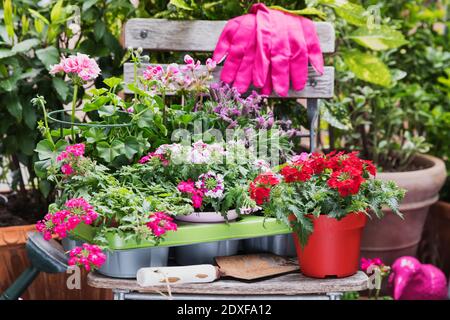 Fleurs roses et rouges cultivées sur le balcon Banque D'Images