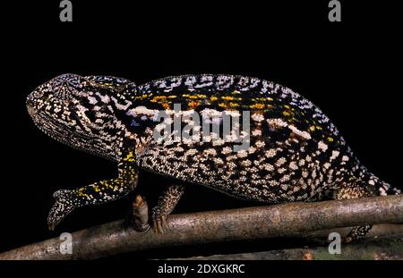 La Forêt de Madagascar, Caméléon furcifer campani, Direction générale de l'article adultes sur contre Fond noir Banque D'Images